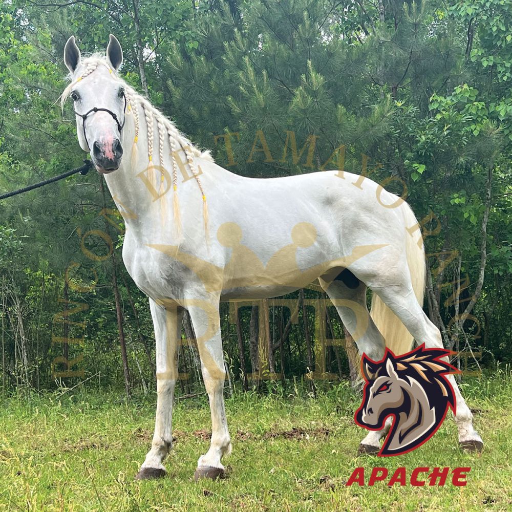 APACHE
